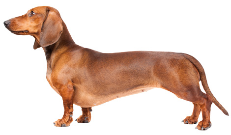 dogshutterstock_73171384