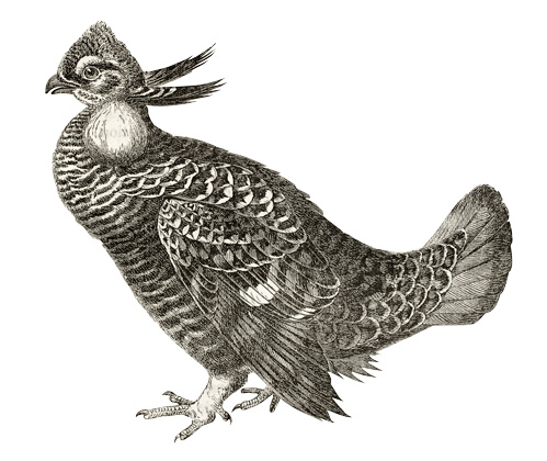 chicken-shutterstock_89998144