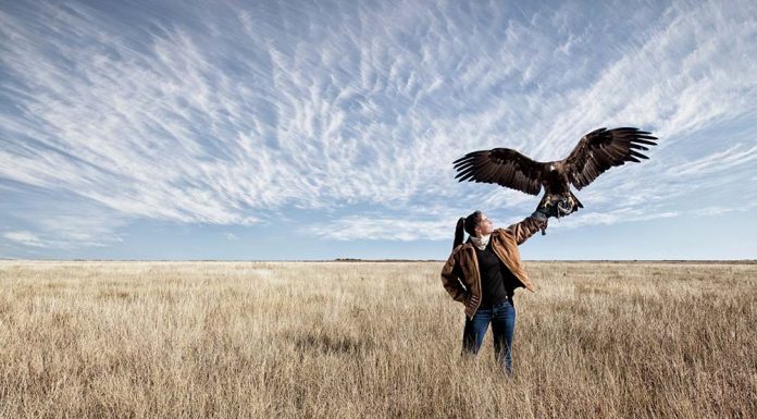 Training Feathered Dragons