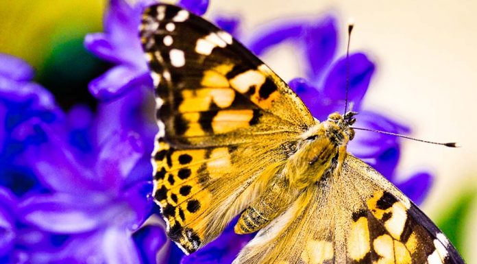 An Unusual Ambassador