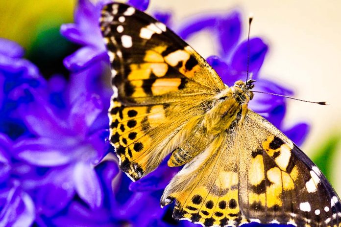 An Unusual Ambassador