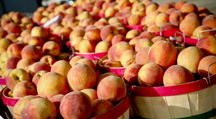 Fruit-Bearing Festivals