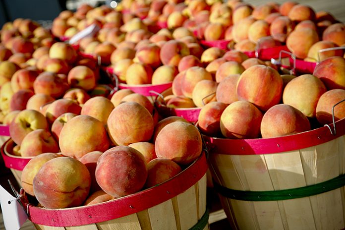 Fruit-Bearing Festivals