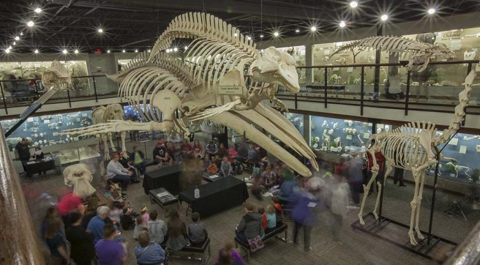 Bones Out of the Closet