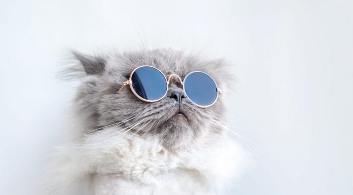 Caring for Your Animals