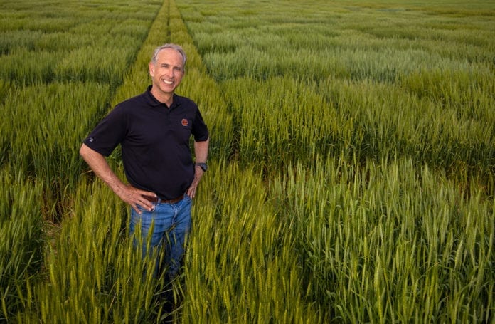 Where There’s Wheat, There’s a Way