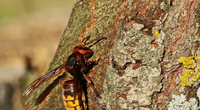 Everything to Know about the ‘Murder Hornet’