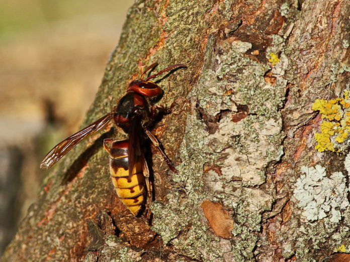 Everything to Know about the ‘Murder Hornet’