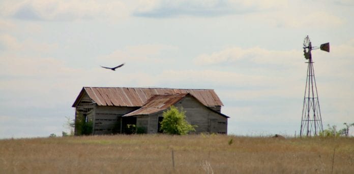 A Gem in the Prairie Grass