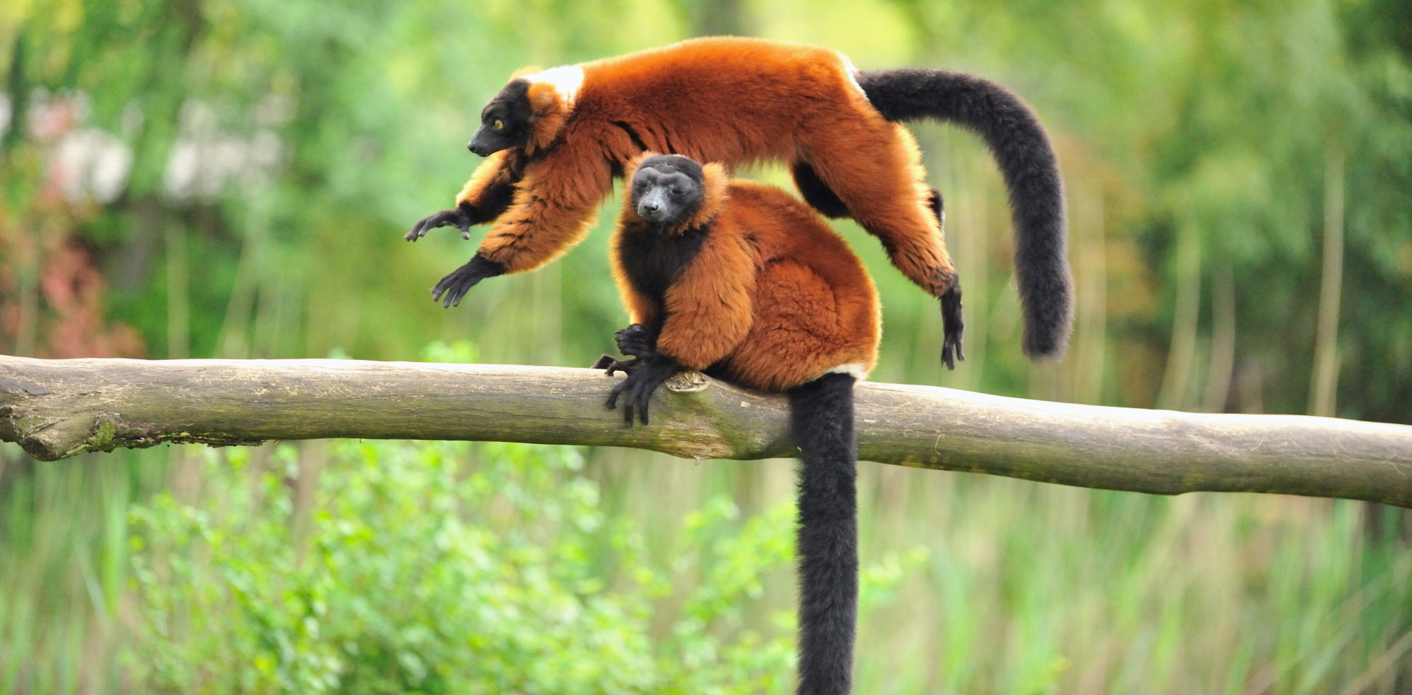 Share 141+ can ring tailed lemurs swim - awesomeenglish.edu.vn