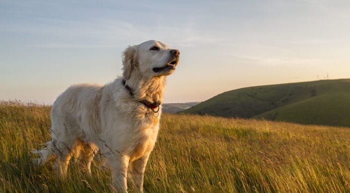 Caring for Fido and Felix