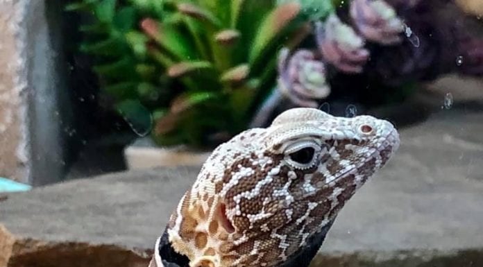 Amphibian Appreciation