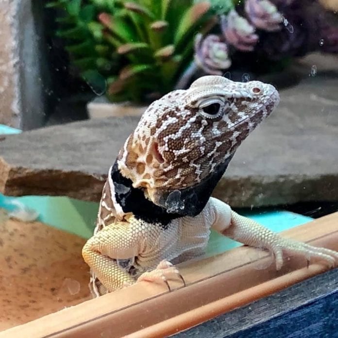 Amphibian Appreciation