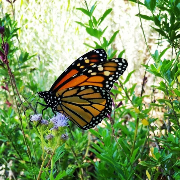 Climate Change’s Effects