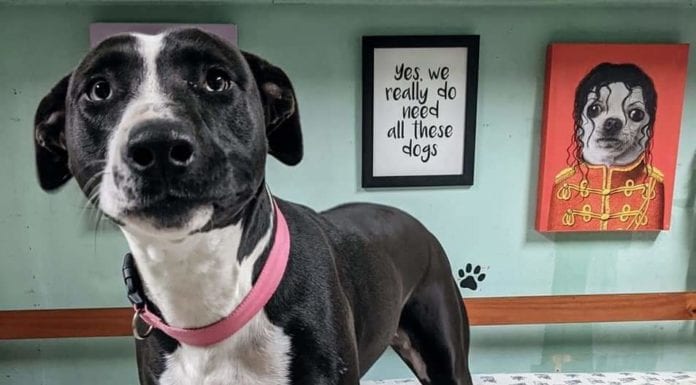 The Beauty of Fostering