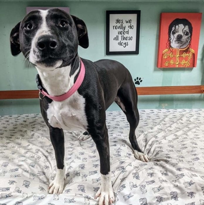 The Beauty of Fostering