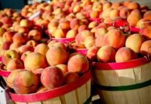 Fourth of July, Plus Dogs, Fiestas and Peaches