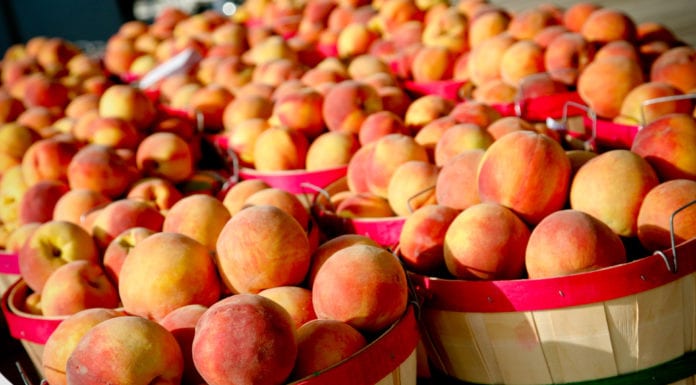 Fourth of July, Plus Dogs, Fiestas and Peaches