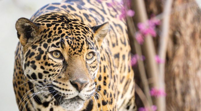 Zoos: Back in Action