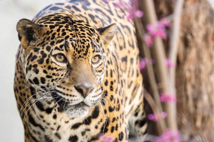 Zoos: Back in Action