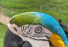 The Wilderness Within