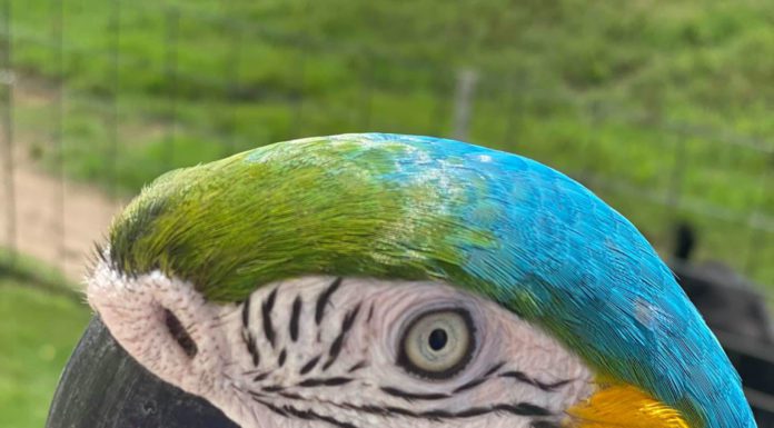 The Wilderness Within