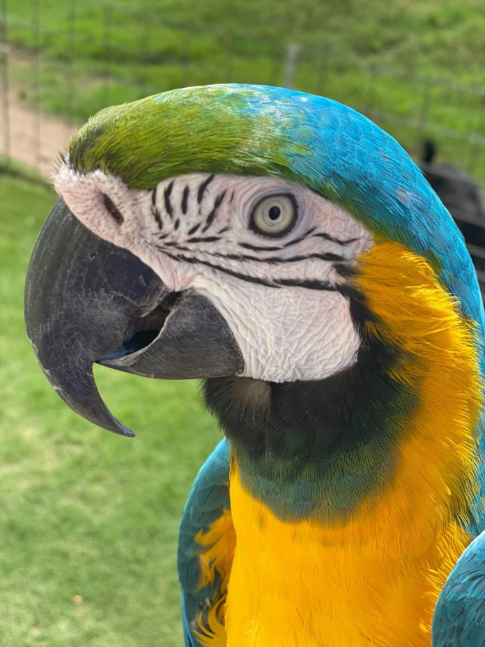 The Wilderness Within