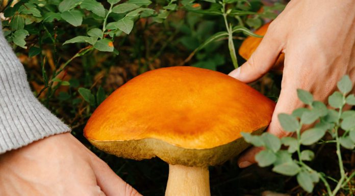 A Magical Menagerie of Mushrooms
