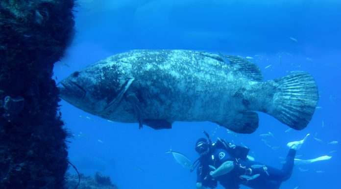 Exploring the Depths