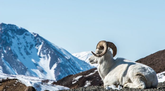 Untamed and Supersized