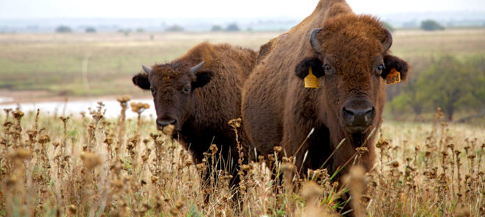 Engineers for the Prairie