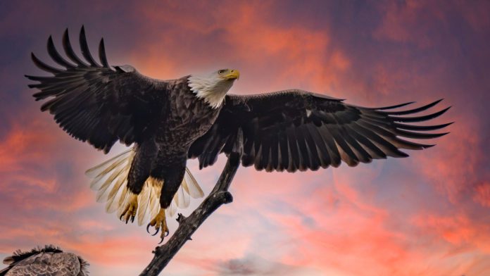 Sighting Birds of Prey