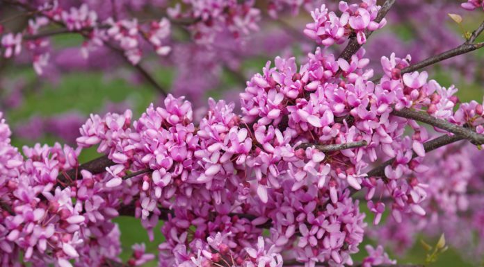 What Makes Oklahoma Home