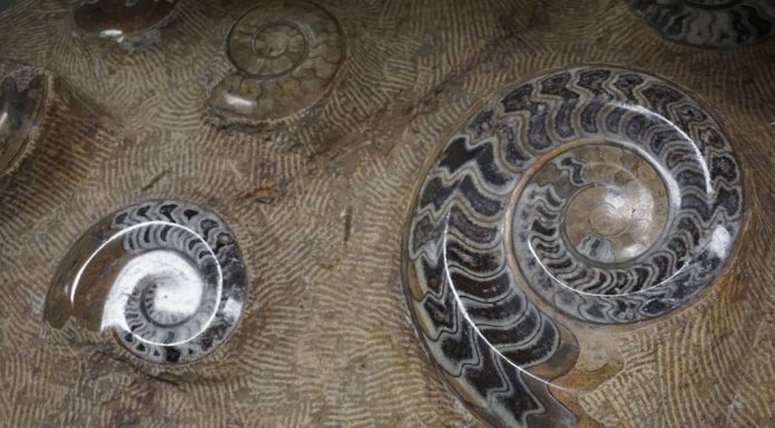 A Collector for the Ages