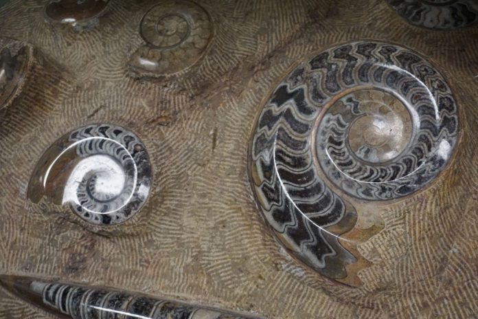 A Collector for the Ages