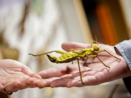 (Studying) A Bug’s Life