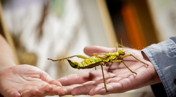 (Studying) A Bug’s Life