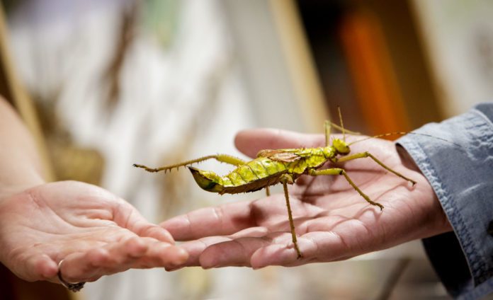 (Studying) A Bug’s Life