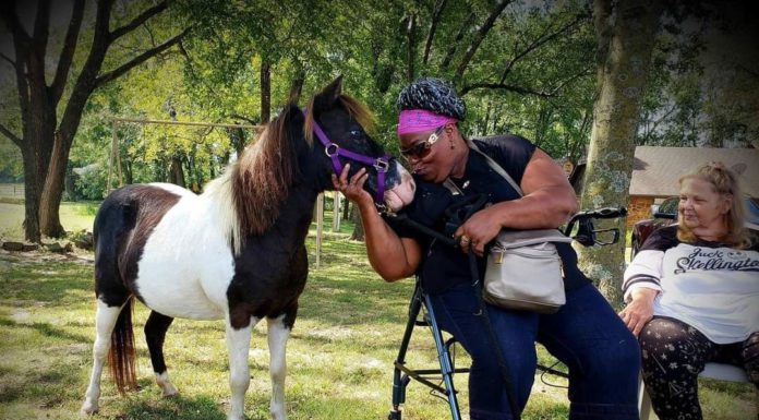 Healing with Mini Horses