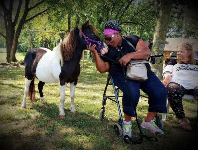 Healing with Mini Horses