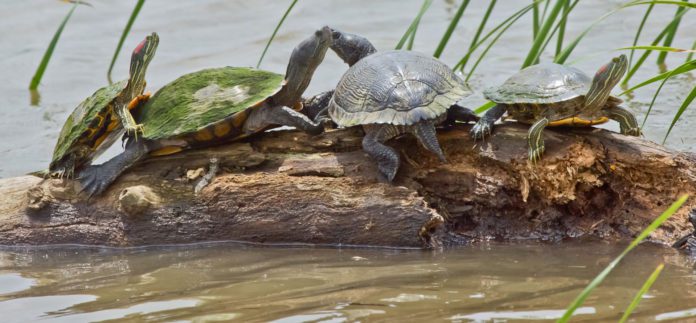 Oklahoma’s Wonderful Wildlife