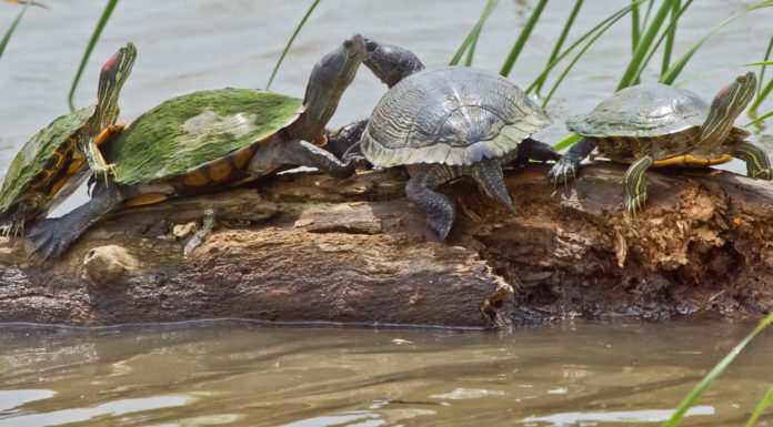 Oklahoma’s Wonderful Wildlife