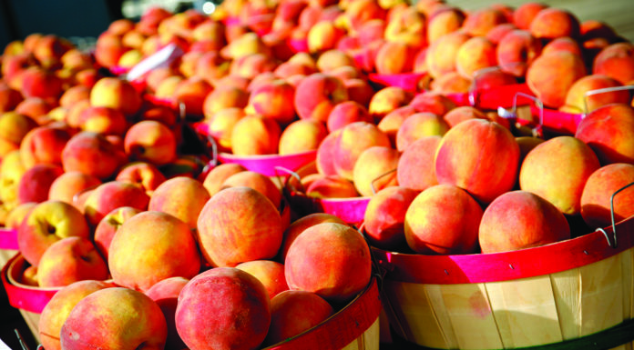 Fireworks, Festivals and Freedom