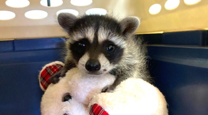 Keeping Wildlife Wild