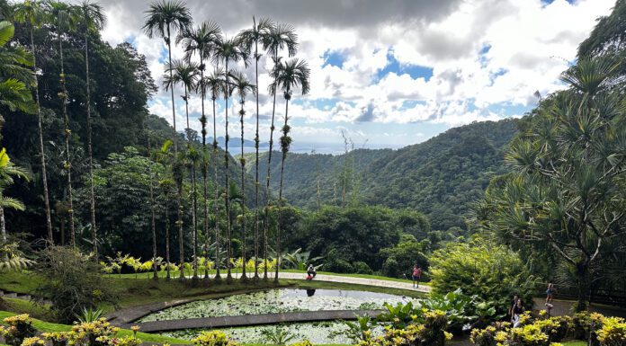 The Martinique Mystique