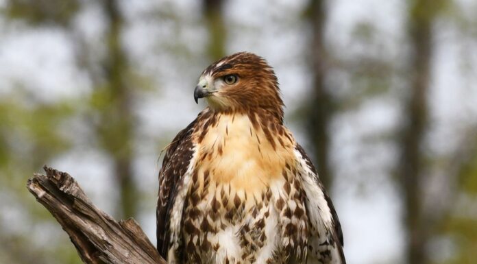 Exploring the Indigenous