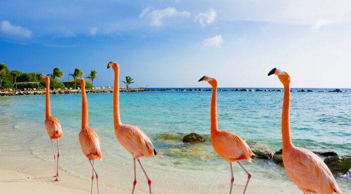 The Beauty of Bonaire