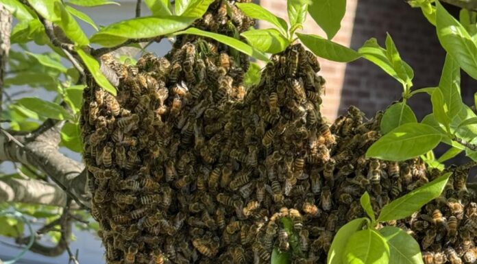 Everything’s Abuzz