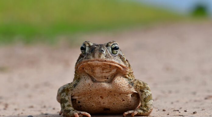 Sightings and Science