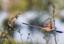 Wild & Worth Protecting